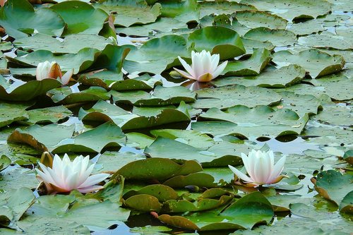 lilies  lake  nature