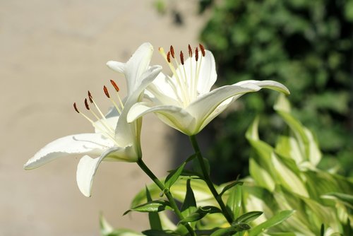 lilies  lily  white flowers