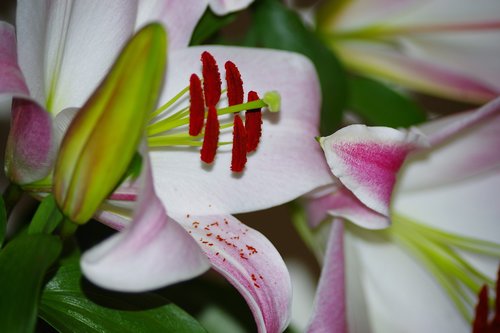 lilies  exotic  flower