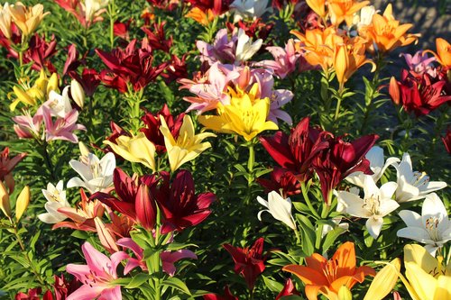 lilies  lilienfeld  colorful