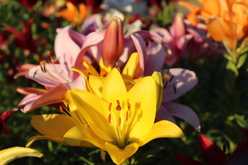 lilies  yellow  pink