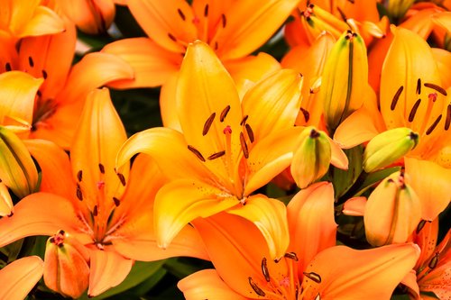 lilies  yellow red  blossom