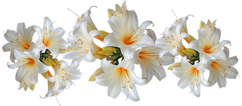 lilies  white  belladonna
