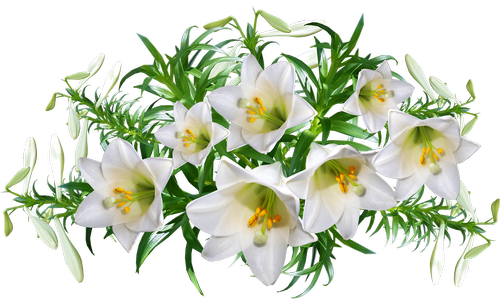 lilies  flowers  perfume