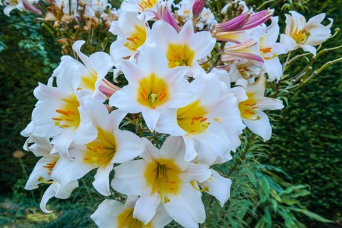 lilies  flower  blossom