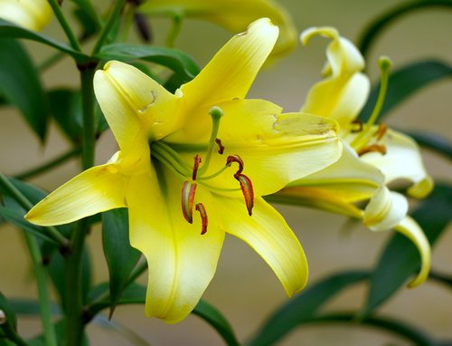 lilies  yellow  blossom