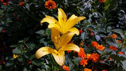 lilies flower yellow