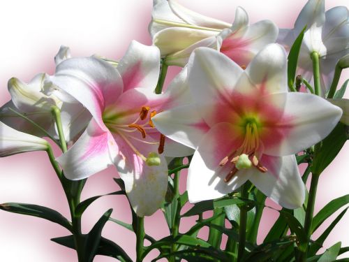 lilies flowers pink