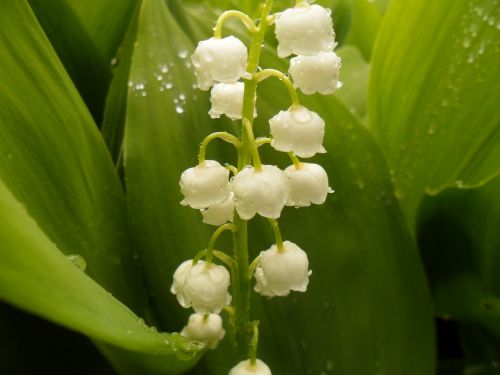 lilies of the valley flower spring flowers