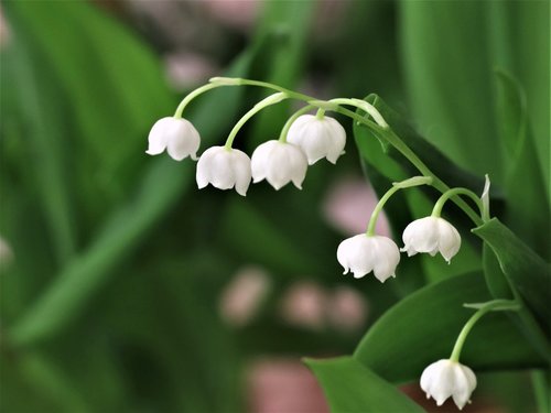 lilies of the valley  spring  lily of the valley