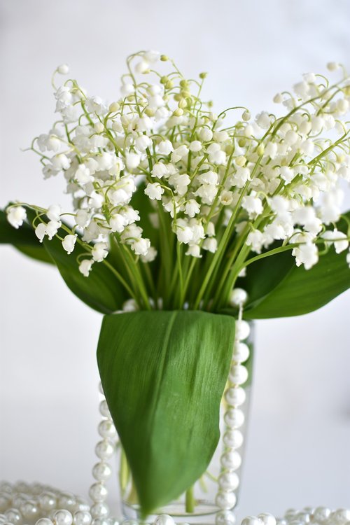 lilies of the valley  flowers  spring