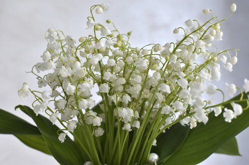 lilies of the valley  flowers  spring