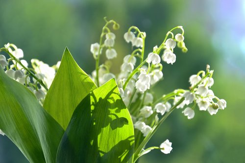 lilies of the valley  flowers  summer