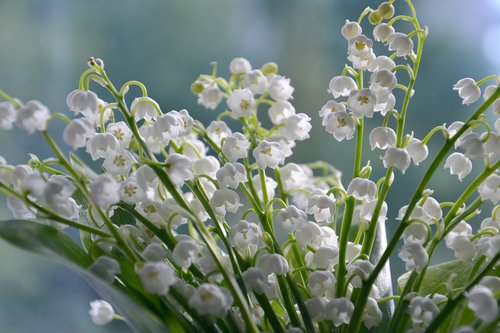lilies of the valley  flowers  summer
