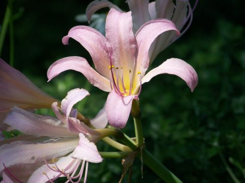 Lilies