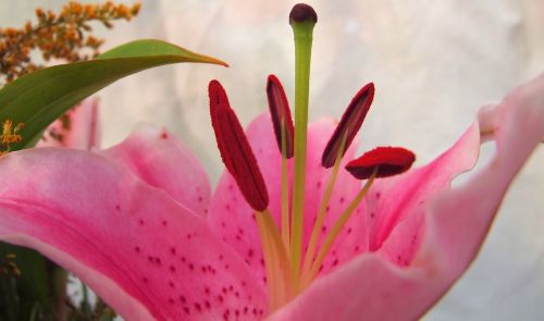 lilium pink lily