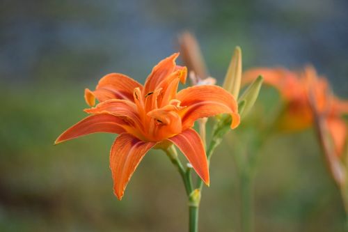 lilium lily orange