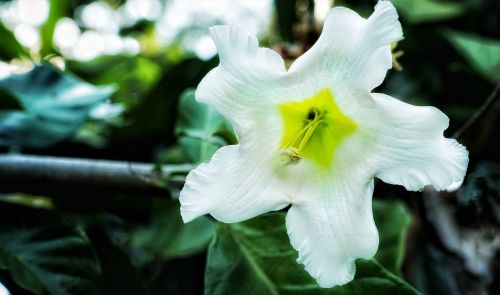 lilium herbaceous nature