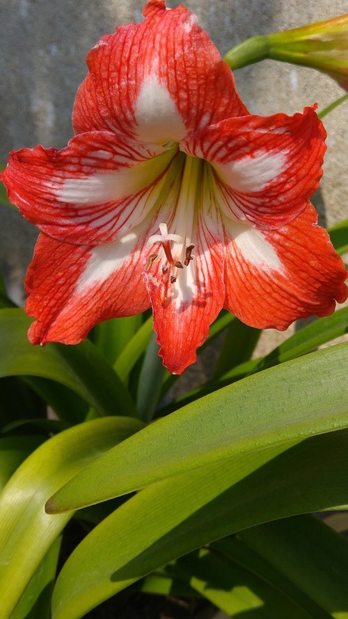 lilium  nature  pollen