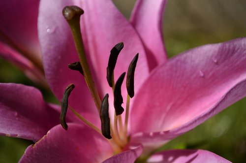 lilium  flower  colors