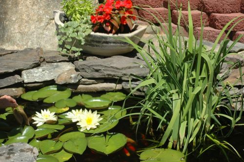 lillies pond summer