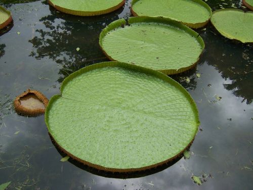 lillies water lagoon