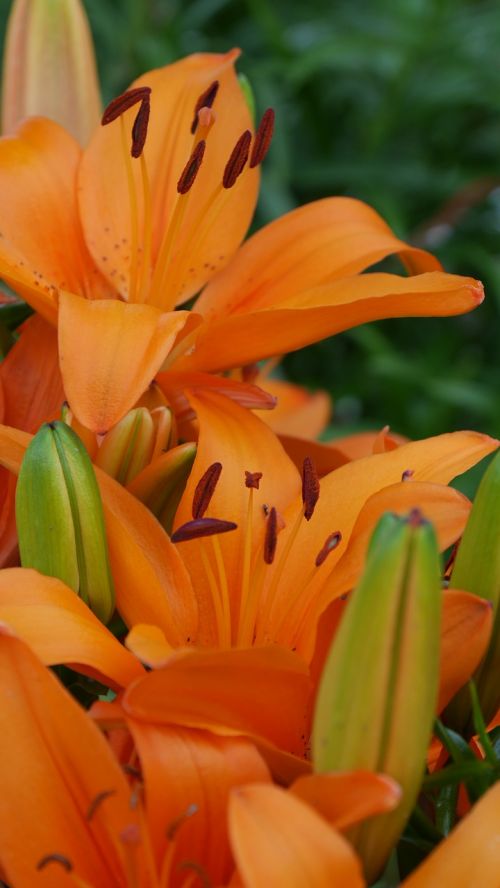 lillies flowers orange
