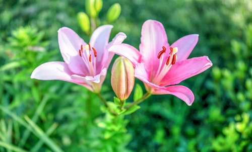 lillies  pink  gardening