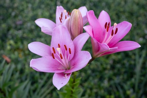 lillies  pink  gardening