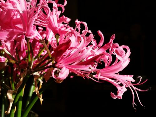 lillium flowers beauty