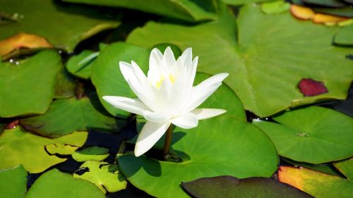 lilly flower nature