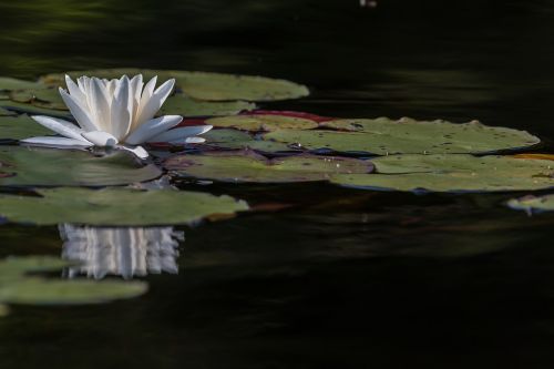 lilly water flower