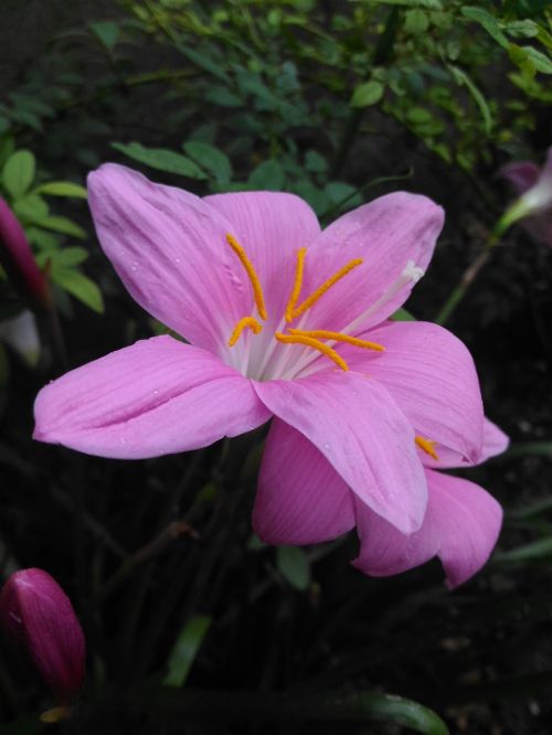 lilly pink flower
