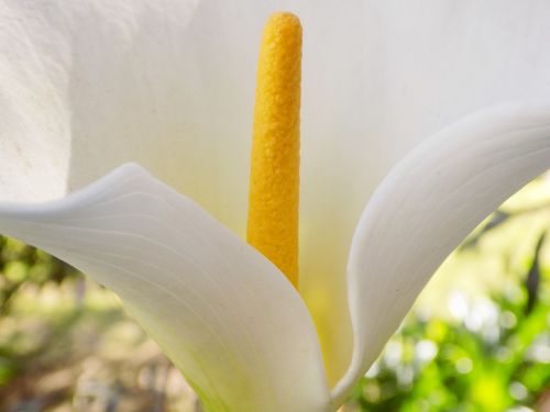 lilly flower white flower