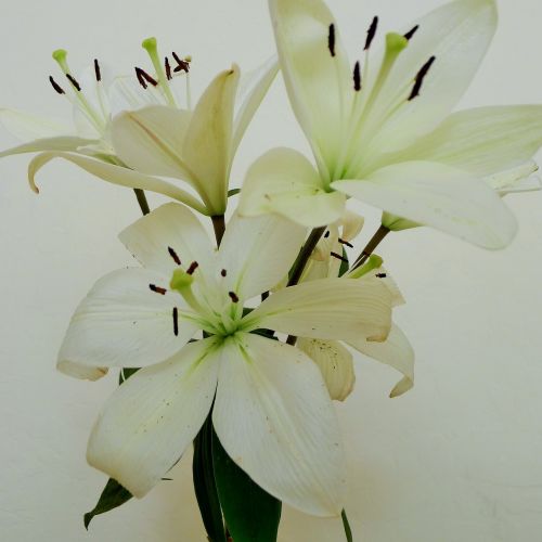 lilly white wedding