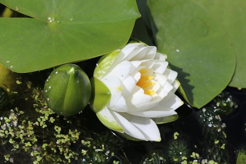 lilly  pond  floating flower