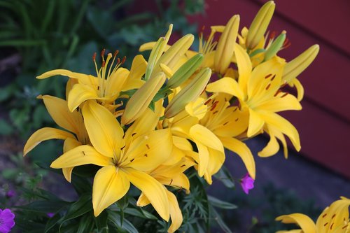 lilly  yellow  flowers