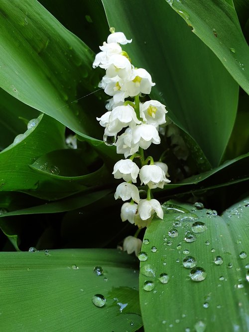 lilly  valley  white