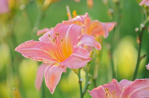 lily flower nature