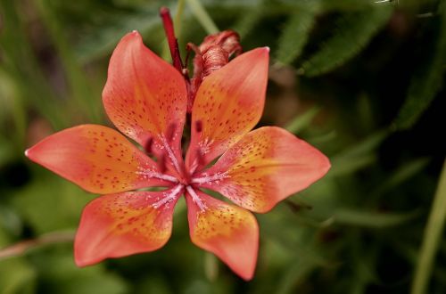 lily flower nature