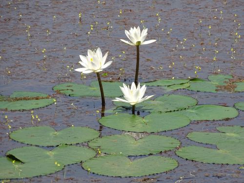 lily lilly pond white