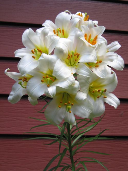 Lily Flower 4