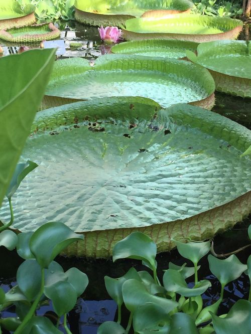 lilly leaf green botany