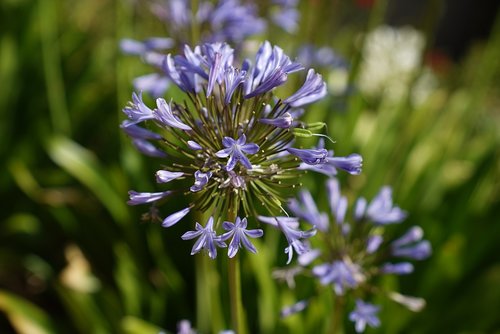 lilly of the nile  african bluebell  perennial plant