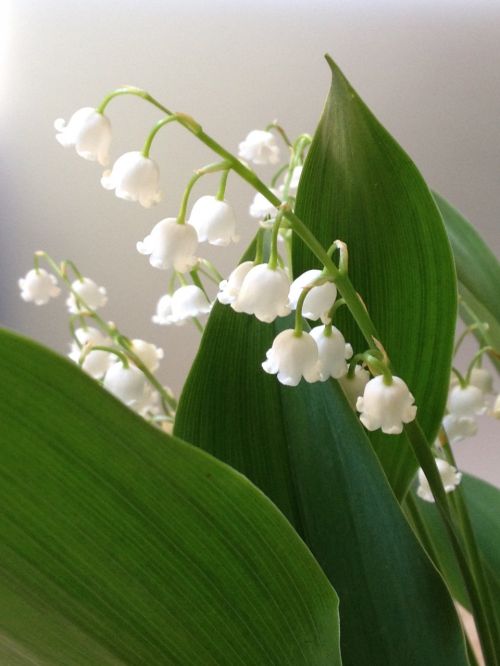 lilly of the valley white flower spring