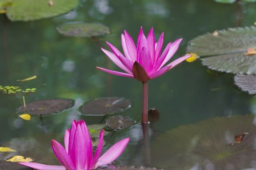 lily lilies pink lily