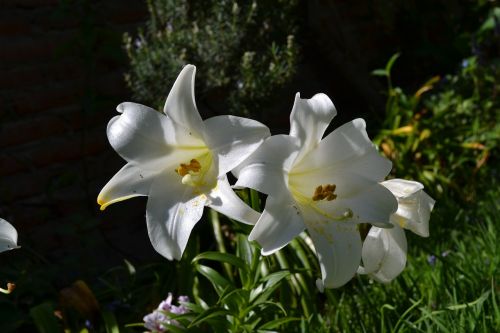 lily white flower