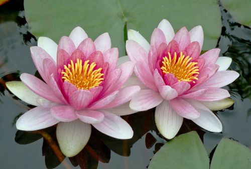 lily lotus floating