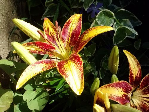 lily asiatic floral