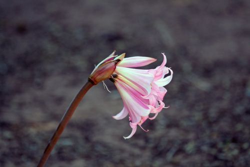 lily pink white